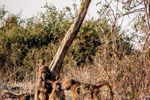 17./18.7. Chobe NP, Ihaha Camp - Baboons