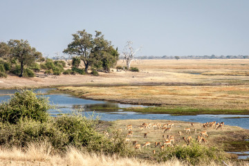 17./18.7. Chobe NP, River Drive, Ihaha->Ngoma