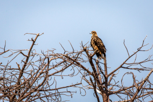 17./18.7. Chobe NP, River Drive, Ihaha->Ngoma - Steppenadler