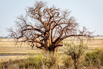 17./18.7. Chobe NP, River Drive, Ihaha->Ngoma