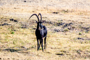 17./18.7. Chobe NP, River Drive, Ihaha-&gt;Ngoma - Sable Antilope (Rappenantilope)