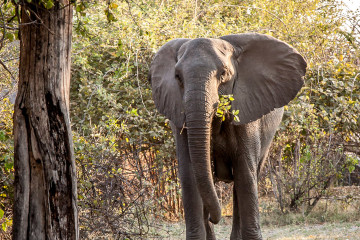 19./20.7. Bwabwata NP, Nambwa Camp