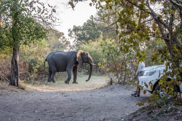 19./20.7. Bwabwata NP, Nambwa Camp