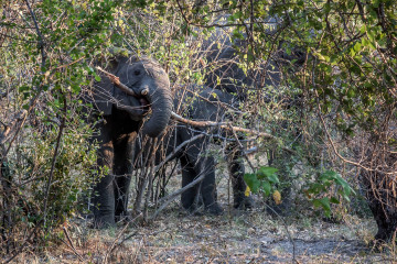 19./20.7. Bwabwata NP, Nambwa Camp