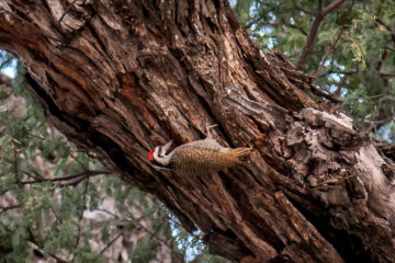 19./20.7. Bwabwata NP, Nambwa Camp - Bennet's Woodpecker