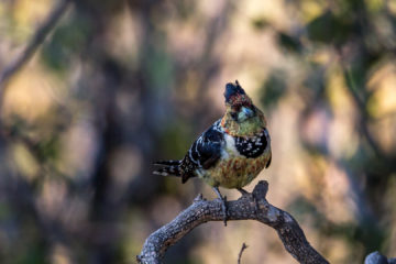 19./20.7. Bwabwata NP, Nambwa Camp - Crested Barbet Woodpecker