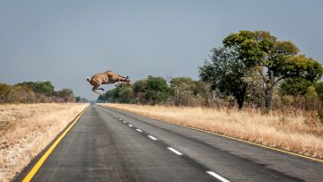 20.7.: Nambwa --> Divundu. Ein Kudu kreuzt!