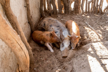 21.7. Village Visit - Hausschweine