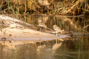 22.7. Sunrise Tour auf dem Kavango - Water Thick-Knee