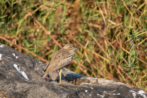 22.7. Sunrise Tour auf dem Kavango - Water Thick-Knee