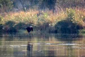 22.7. Sunrise Tour auf dem Kavango - African Fish Eagle