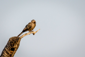 22.7. Sunrise Tour auf dem Kavango - Go-away-Bird