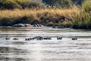 22.7. Sunrise Tour auf dem Kavango - Hippos