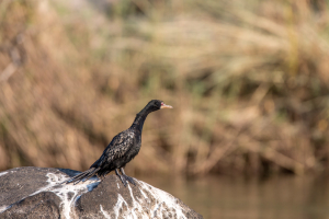 22.7. Sunrise Tour auf dem Kavango; Schlangenhalsvogel