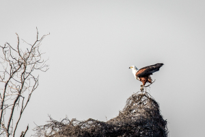 22.7. Sunrise Tour auf dem Kavango - African Fish Eagle