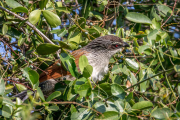 20.-22.7. River Dance Lodge - White-browed Coucal