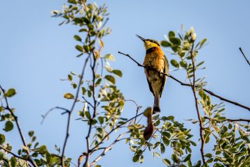 20.-22.7. River Dance Lodge; Bee-Eater