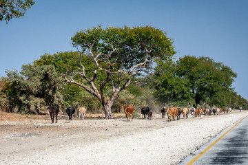 24.7. Rundu --> Roy's Restcamp