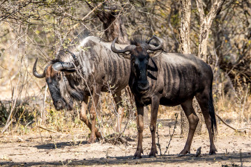 24.7. Mangetti NP - Gnus