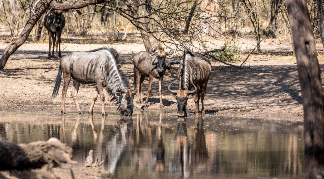 24.7. Mangetti NP - Gnus