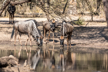 24.7. Mangetti NP - Gnus