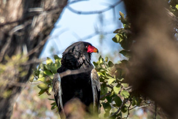 24.7. Mangetti NP - Bateleur