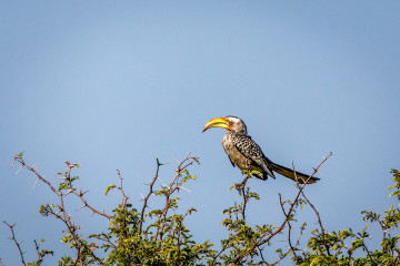 24.7. Mangetti NP - Hornbill