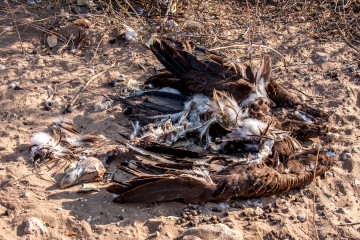 24.7. Mangetti NP - Geier für die Geier