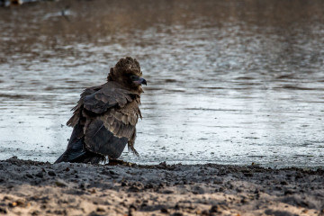 24.7. Mangetti NP - Brown Snake Eagle