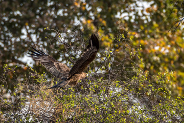 24.7. Mangetti NP - Brown Snake Eagle