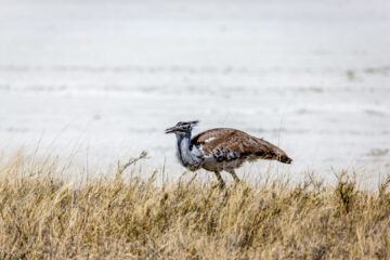 26.7. Fisher's Pan - Kori Bustard