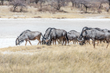 26.7. Fisher's Pan - Gnus