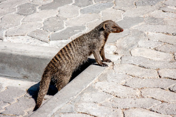 26.7. Fort Namutomi - Zebramanguste