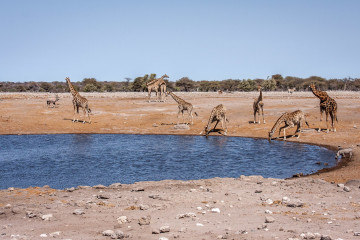 26.7. Chudob Waterhole - Giraffen, Oryx, Warthog