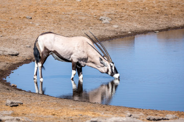26.7. Chudob Waterhole - Oryx