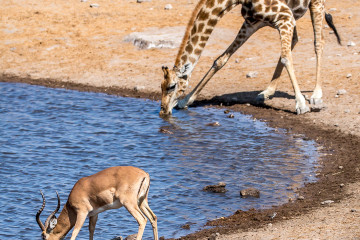 26.7. Chudob Waterhole - Giraffe, Impala