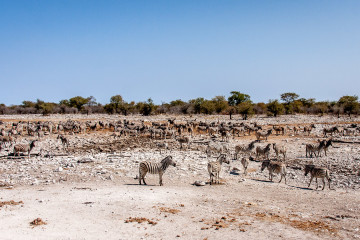26.7. Kalkheuvel - Zebras