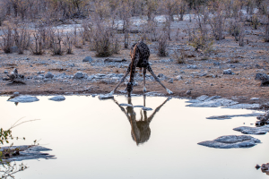 26.7. Moringa Waterhole, Halali - Giraffe