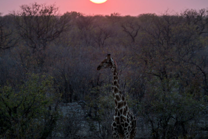 26.7. Moringa Waterhole, Halali - Giraffe