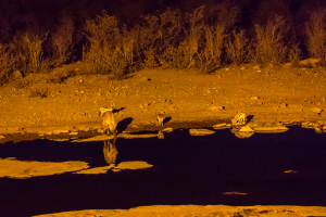 26.7. Moringa Waterhole, Halali - Schakale