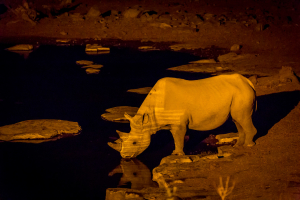 26.7. Moringa Waterhole, Halali - Nashorn