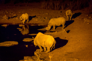 26.7. Moringa Waterhole, Halali - Nashörner