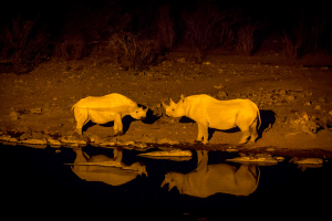 26.7. Moringa Waterhole, Halali - Nashörner