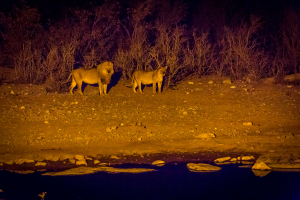 26.7. Moringa Waterhole, Halali - Löwen