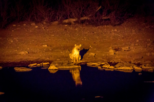 26.7. Moringa Waterhole, Halali - Löwen