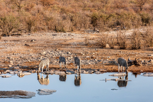 27.7. Moringa Waterhole, Halali - Zebras