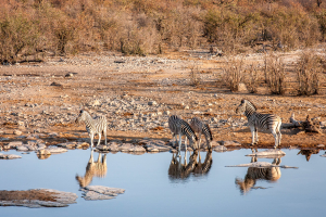 27.7. Moringa Waterhole, Halali - Der Löwe brüllt!