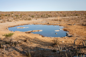 27.7. Moringa Waterhole, Halali - ohne &quot;Verkehr&quot;