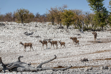 27.7. Olifantsbad - Kudu-Weibchen