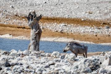 27.7. Olifantsbad - Warthog